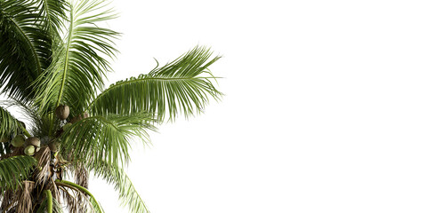 Coconut branch tree isolated on white