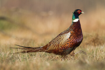 Bird - Common pheasant Phasianus colchius Ring-necked pheasant in natural habitat, grassland in autumn	
