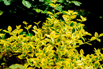 les plantes avec les feuilles jaunes- en  été