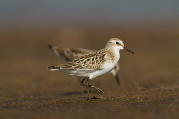 Bird Calidris minuta Little Stint small migratory bird, Poland Europe