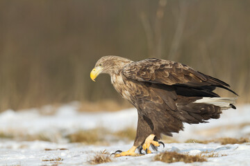 Birds of prey - Majestic predator White-tailed eagle, Haliaeetus albicilla in Poland wild nature	