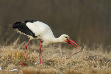 Bird White Stork Ciconia ciconia hunting time summer in Poland Europe