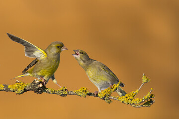 Bird - European greenfinch Chloris chloris or common greenfinch songbird winter time blurred...