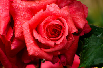 La rose en gros plan sous la pluie