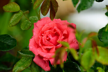 Rose en gros plan sous la pluie