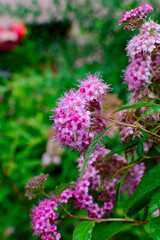 Jolies fleurs en printemps