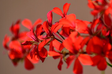 Geraniums jolies rouges en été 