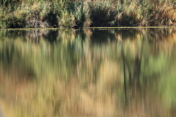 Reflexions of forest on water surface