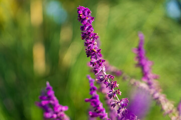 The Closeup purple beautiful lavender