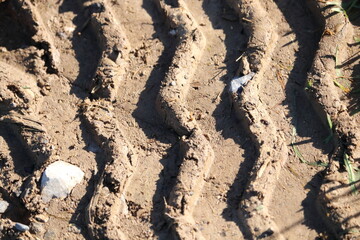Closeup of tractor tracks in the dried mud