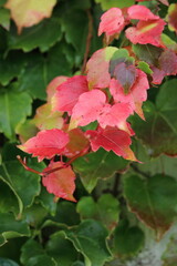 Closeup of red vine leaves in autumn