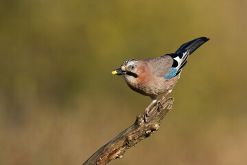 Bird Eurasian Jay Garrulus glandarius sitting on the branch Poland, Europe