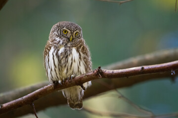 Pygmy owl Glaucidium passerinum little owl natural dark forest north parts of Poland Europe	