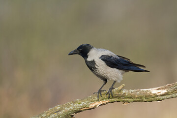 Bird - Hooded crow Corvus cornix in amazing blurred background Poland Europe