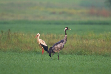Obraz premium Wild common crane, grus grus, walking on hay field in spring nature. Large feathered bird landing on meadow from side view. Animal wildlife in wilderness