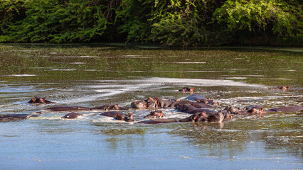 Hippo Hippopotamuses Herd Bathing  Waterhole Lake Wildlife Landscape