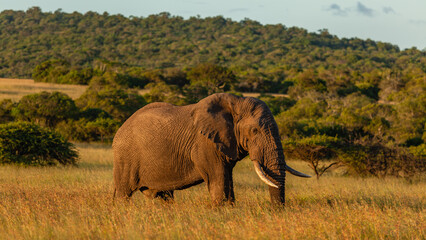 Elephant Bull Walking Savannah Grassland Late Afternoon Wildlife Landscape