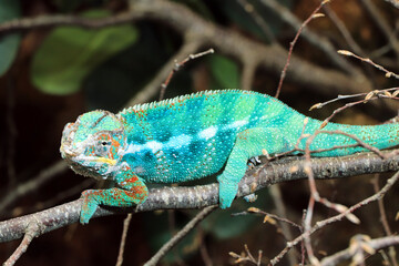 Madagascar Chameleon 3 © michael luckett