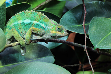 Madagascar Chameleon 4