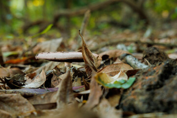 mushroom in the forest