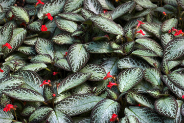 The Silver Sheen hybrid of Flame violet, or Episcia cupreata in a garden