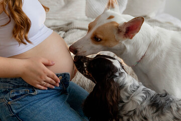 Dogs sniffing and licking pregnant woman's belly