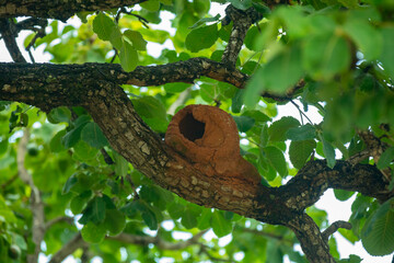 Typical pequi tree (caryocar brasiliense) in the Brazilian cerrado biome, with a twisted trunk. Green and young fruit