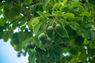 Typical pequi tree (caryocar brasiliense) in the Brazilian cerrado biome, with a twisted trunk. Green and young fruit