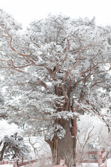 winter of Taebaek mountain