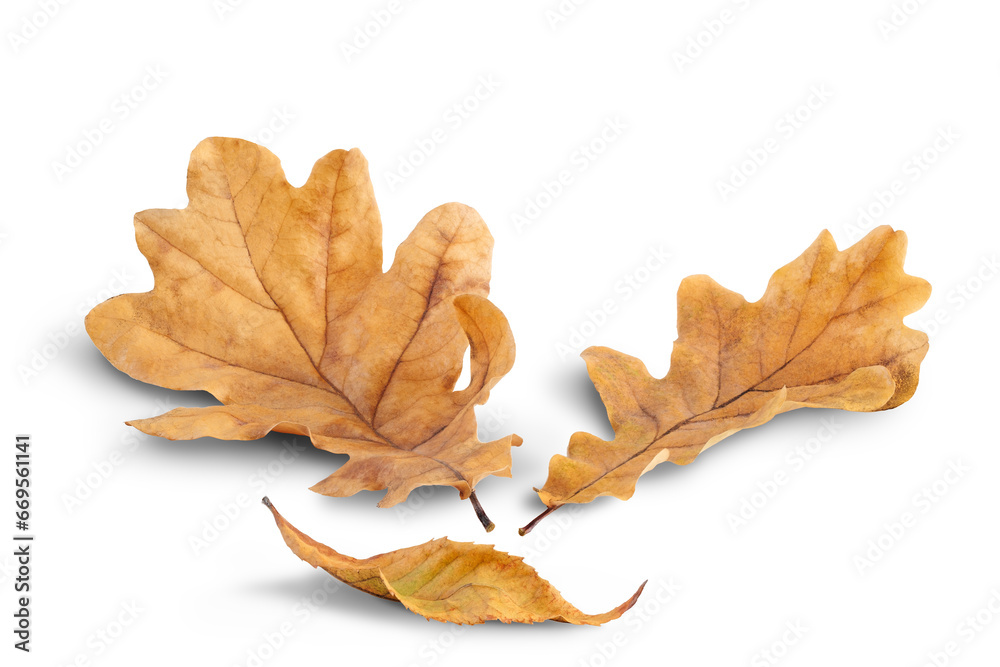 Poster autumn oak leaves fallen on a white background with shadow. autumn season concept for page, template