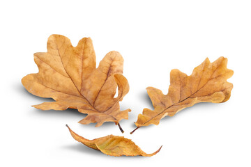 Autumn oak leaves fallen on a white background with shadow. Autumn season concept for page, template, banner or autumn background. A path for isolation without shadows.