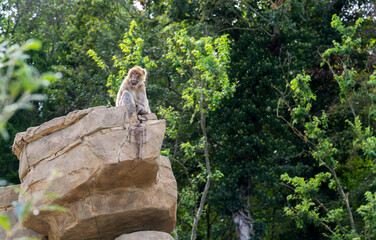 Barbary macaque monkey sits high on a rock.