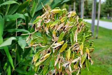 Close up of an Agapanthus praecox flower head full of seed pods. Also known as Lily of the Nile of African Lily.

