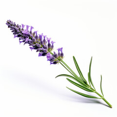 Fototapeta premium Single lavender stem, purple flowers, aromatherapy plant, isolated on white, herbal natural concept.