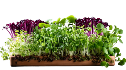 3d rendering close up fresh organic assortment of microgreens isolated on transparent background. Growing cabbage, alfalfa, sunflower, arugula, mustard sprouts. Healthy lifestyle concept