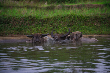 Fototapeta premium buffaloes is drowning oneself in the water. Buffalo on the river only visible head. The buffalo's body sank in the water