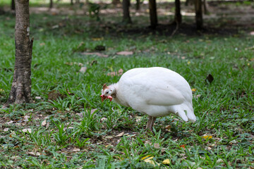 The guineafowl is rest on nature garden under tree