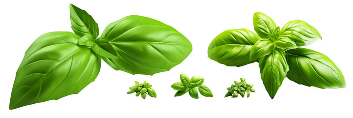 3d rendering close up Fresh organic basil leaves isolated on transparent background png. Top view. Flat lay. Sweet Genovese basil - obrazy, fototapety, plakaty