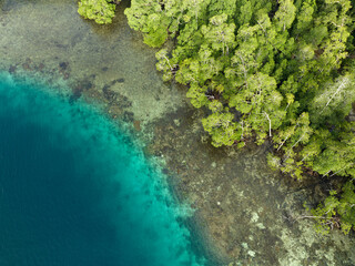 A lush mangrove forest grows on the edge of a limestone island in Raja Ampat, Indonesia. Mangroves help support the incredible marine biodiversity found in this remote, tropical region.