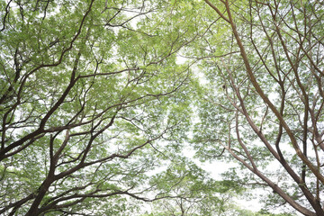 Monkey pod tree green lush nature