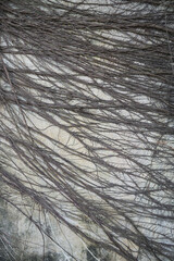 Obraz premium Banyan tree roots on the cement wall