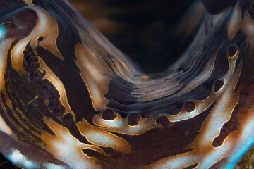 Detail of the colorful mantle of a giant clam, Tridacna derasa, in Raja Ampat, Indonesia. The robust coral reefs of this remote, tropical region support the greatest marine biodiversity on Earth.