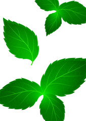 Realistic mint leaf on a white background. Freshness concept. Vector