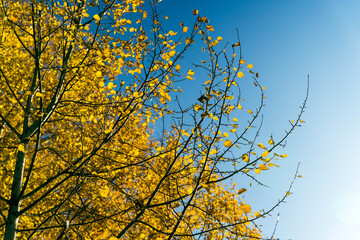 Aspen leaves fall to the ground, torn off by the wind.The beauty of nature