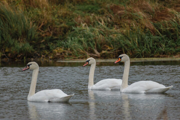 swans on the river