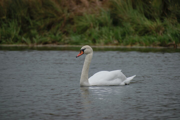 swan on the lake