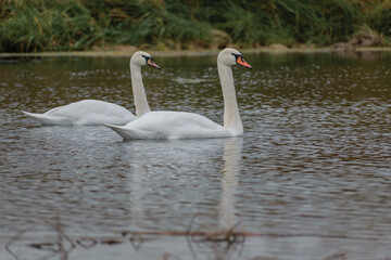 Obraz premium two swans on the lake