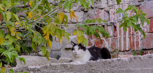 Czarno biały kot leży na szczycie betonowego murka na tle ceglanej ściany pod gałęzią klonu jesionolistnego(Acer negundo L.) w ostatnich dniach lata. - obrazy, fototapety, plakaty