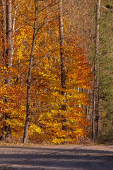 Drzewo o liściach barwy złota żółci i czerwieni. Drzewo oświetlone jesiennym słońcem w jesiennym anturażu  w lesie w okolicach Ostrowca.
