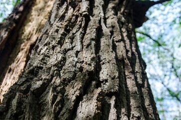 Old tree bark